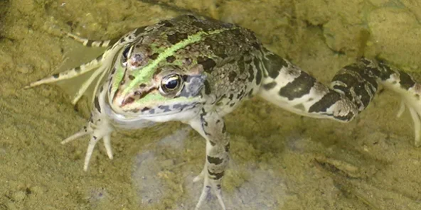 A10.-Rana-balcanica-2 (1)