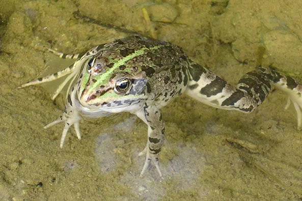 A10.-Rana-balcanica-2 (1)