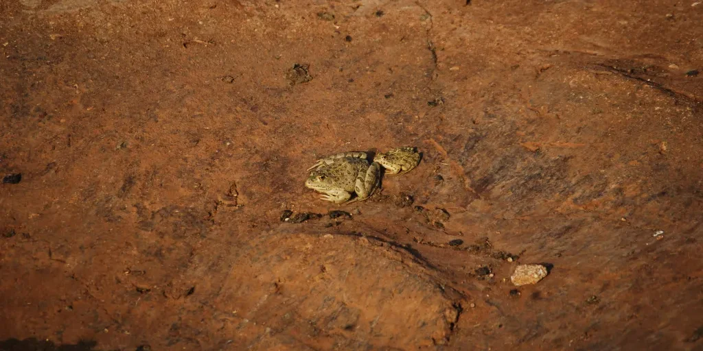 A11.-Rana-epeirotica-2