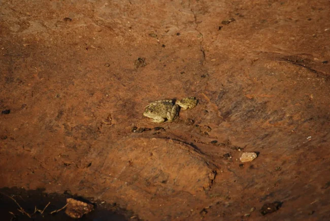 A11.-Rana-epeirotica-2