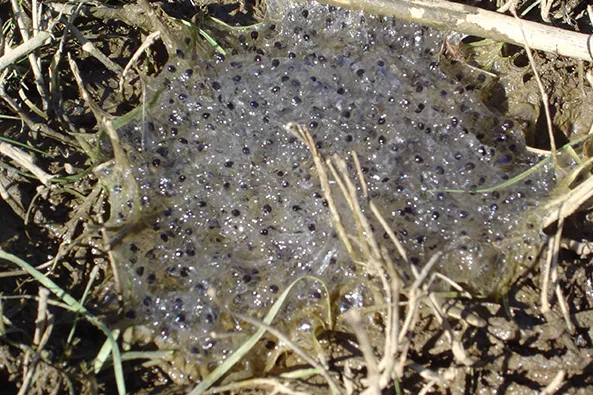 A13.-Rana-dalmatina-veze-2