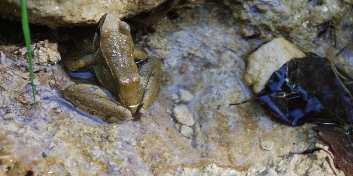 A14.-Rana-graeca-2-1220×817