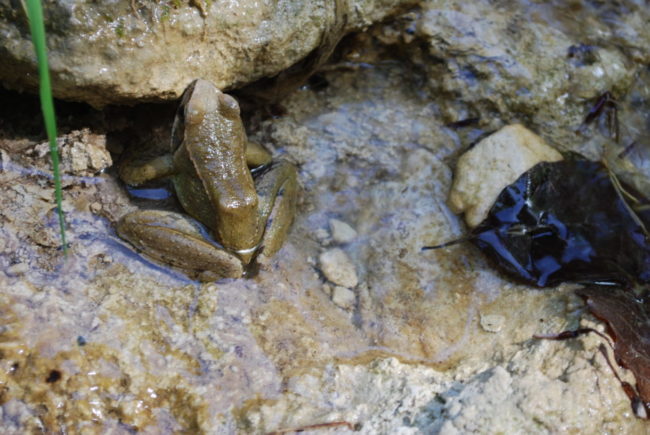 A14.-Rana-graeca-2-1220×817