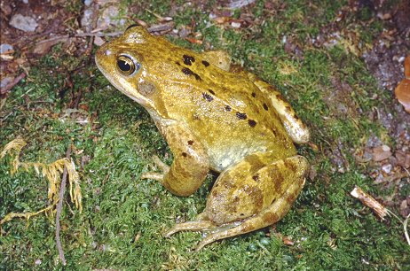 A15.-Rana-temporaria-1-2