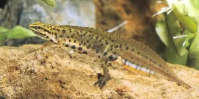 A4.-Triturus-vulgaris-1-2