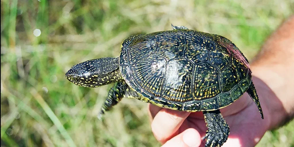 R1.-Emys-orbicularis-3