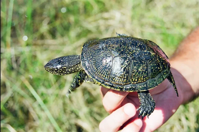 R1.-Emys-orbicularis-3