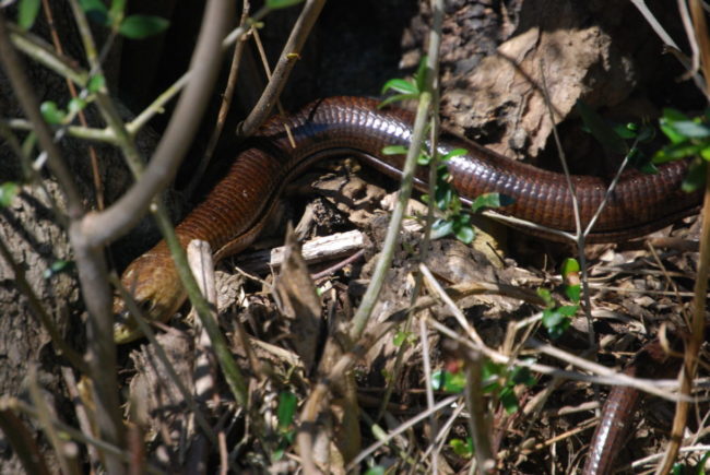 R10-Pseudopus-apodus-3-1220×817