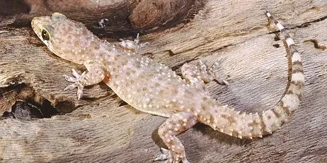 R11.-Hemidactylus-turcicus-2-2