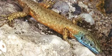 R13.-Algyroides-nigropunctatus-2-2 (1)