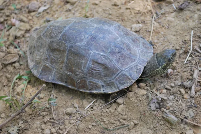 R2.-Mauremys-caspica-3