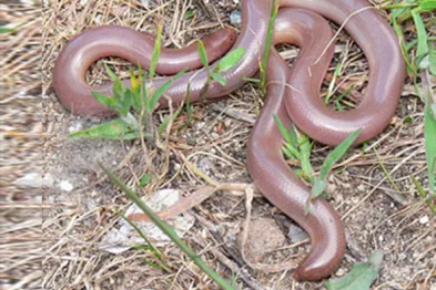 R23.-t.-Vermicularis-2-3