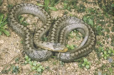 R25.-Coronella-austriaca-2-2