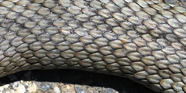 R29.-malpolon-insignitus-2