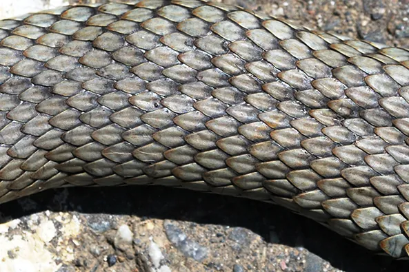 R29.-malpolon-insignitus-2