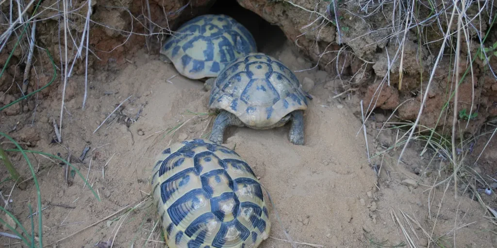 R3.-Testudo-hermanii-3