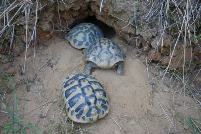 R3.-Testudo-hermanii-3