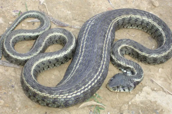 R30.-Natrix-natrix-2
