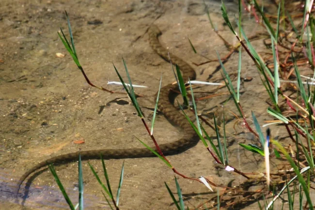 R31-Natrix-tessellate-3