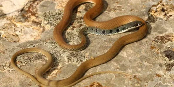 R32.-Coluber-najadum-3