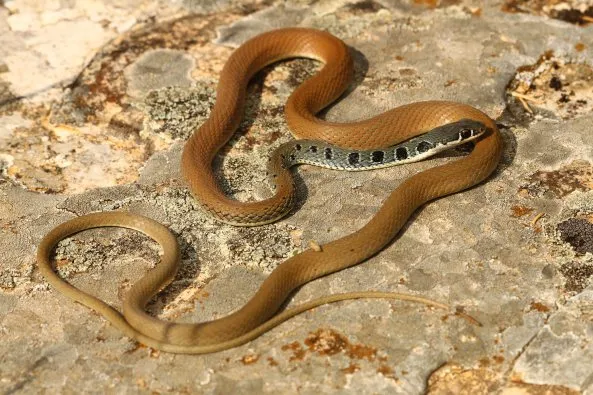 R32.-Coluber-najadum-3