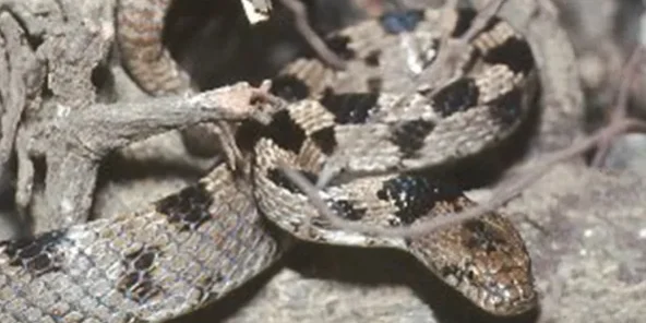 R33.-Telescopus-fallax-1-2