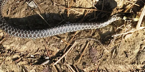 R34.-Elaphe-longisima-3