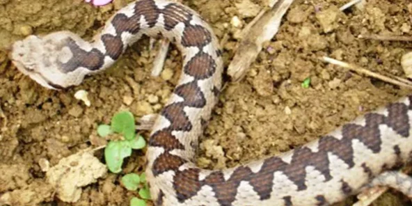 R36.-Vipera-ammodytes-2