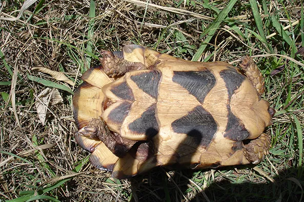 R4-Testudo-marginata-2