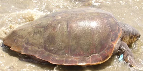 R5-Caretta-caretta-3