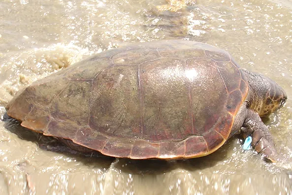 R5-Caretta-caretta-3