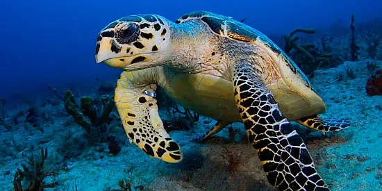 R8.-Eretmochelys-imbricata-5