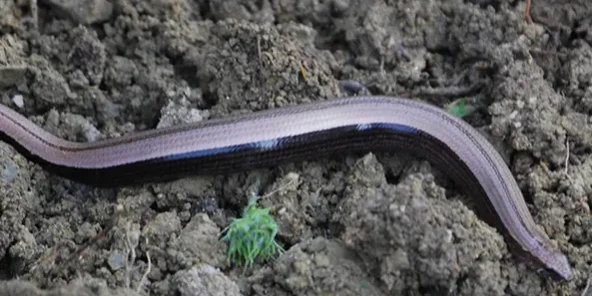 R9-Anguis-fragilis-3