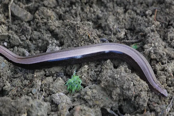 R9-Anguis-fragilis-3