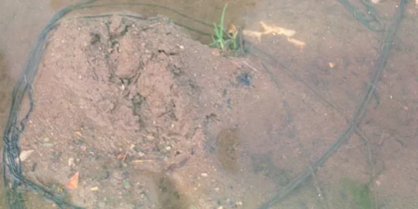 a8-Thithlopa-e-gjelbër-1