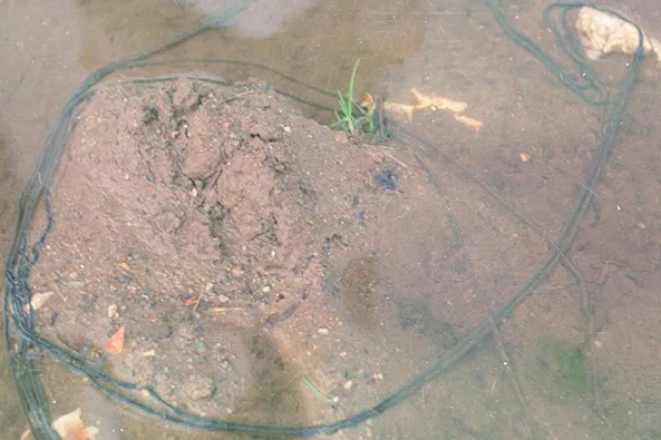 a8-Thithlopa-e-gjelbër-1